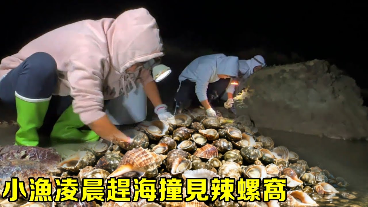 小漁凌晨趕海撞見辣螺窩，一抓一把直接滿桶，滿地螃蟹抓得太上癮了【漁小仙】
