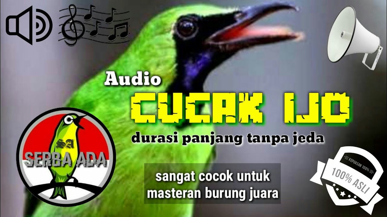 NEW!!! MASTERAN CUCAK IJO PILIHAN JURI SENASIONAL JUARA NO. 1 FULL ISIAN JERNIH #cucakijo #juara