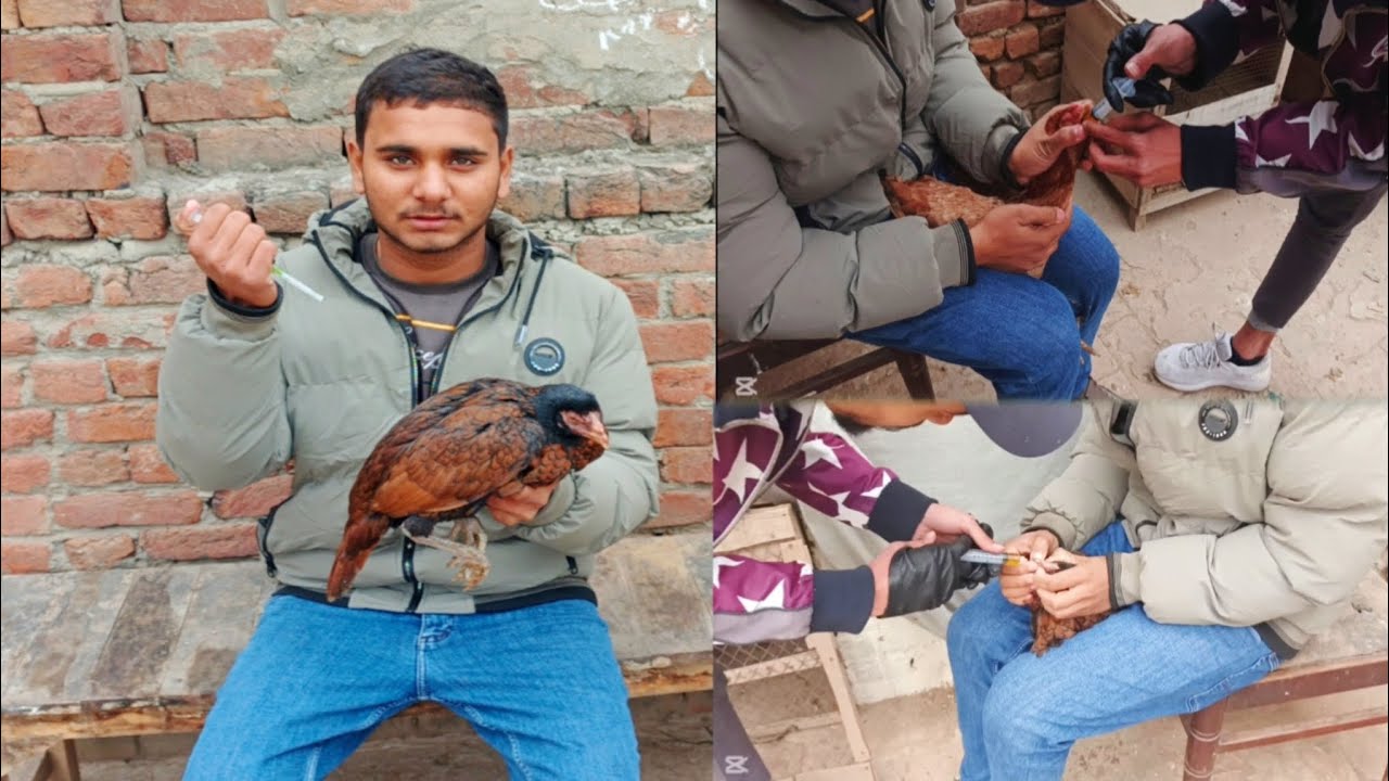 Sardi sa bachna k liya murgio ko tillo katail dy dia