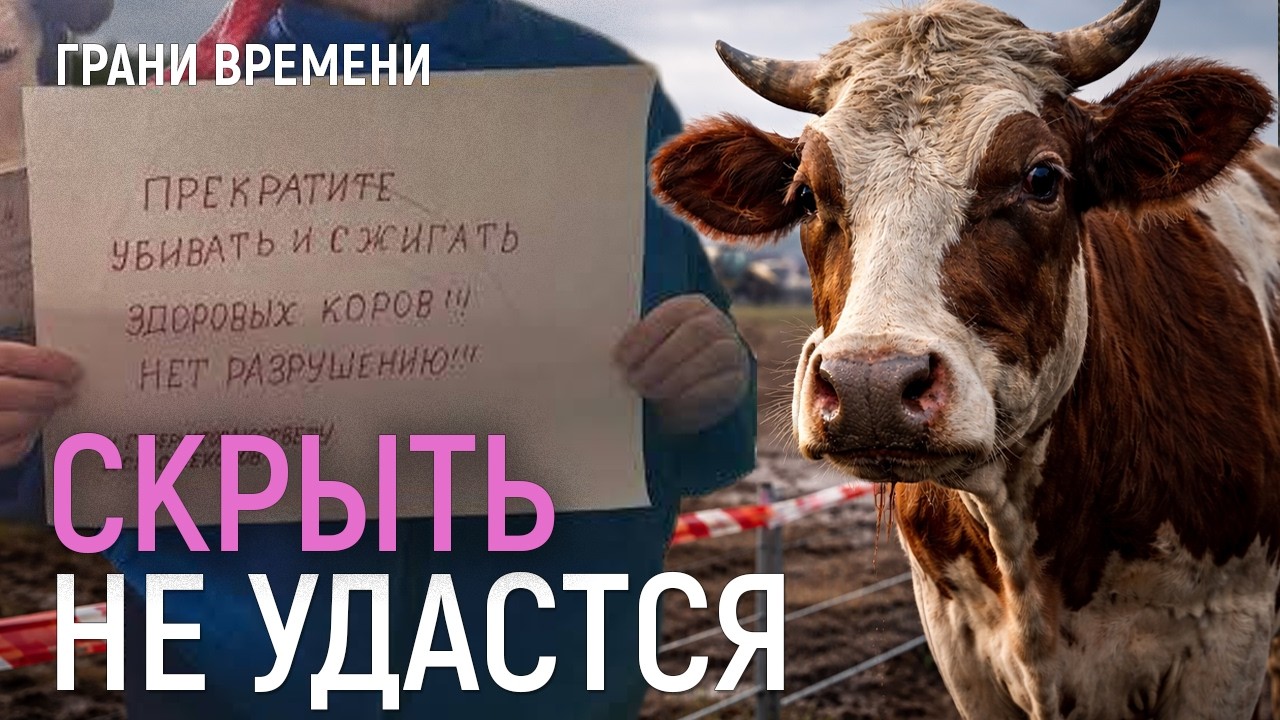Ящур убивает скот: власти молчат, пытаясь спасти экспорт мяса | Казахстан отказался от зерна России