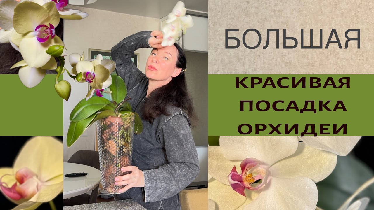 Высокое кашпо для крупного куста. Много воздуха внутри. Корням есть за, что цепляться 👌🏼