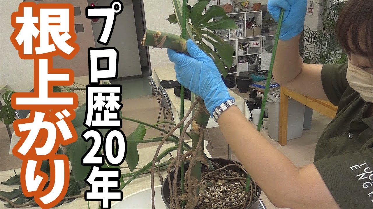 観葉植物モンステラをプロの園芸屋さんにおしゃれでカッコいい根上がりに仕立てて頂く&株分けの行き先（後編）