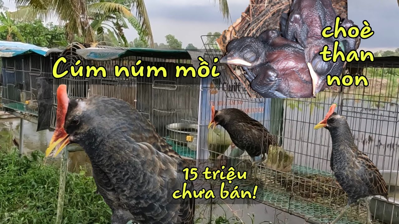 Cúm Núm Mồi Đầu Mùa Kêu Cực Sung|Thăm Lại Tổ  Choè Than Nhà Thằng Em Cùng Đam Mê