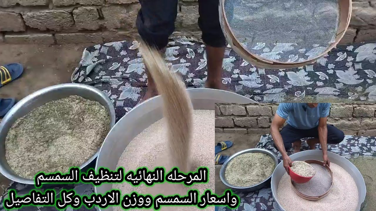 المرحله النهائيه لتنظيف السمسم بعد التنفيض واسعار السمسم ووزن الاردب وكل التفاصيل