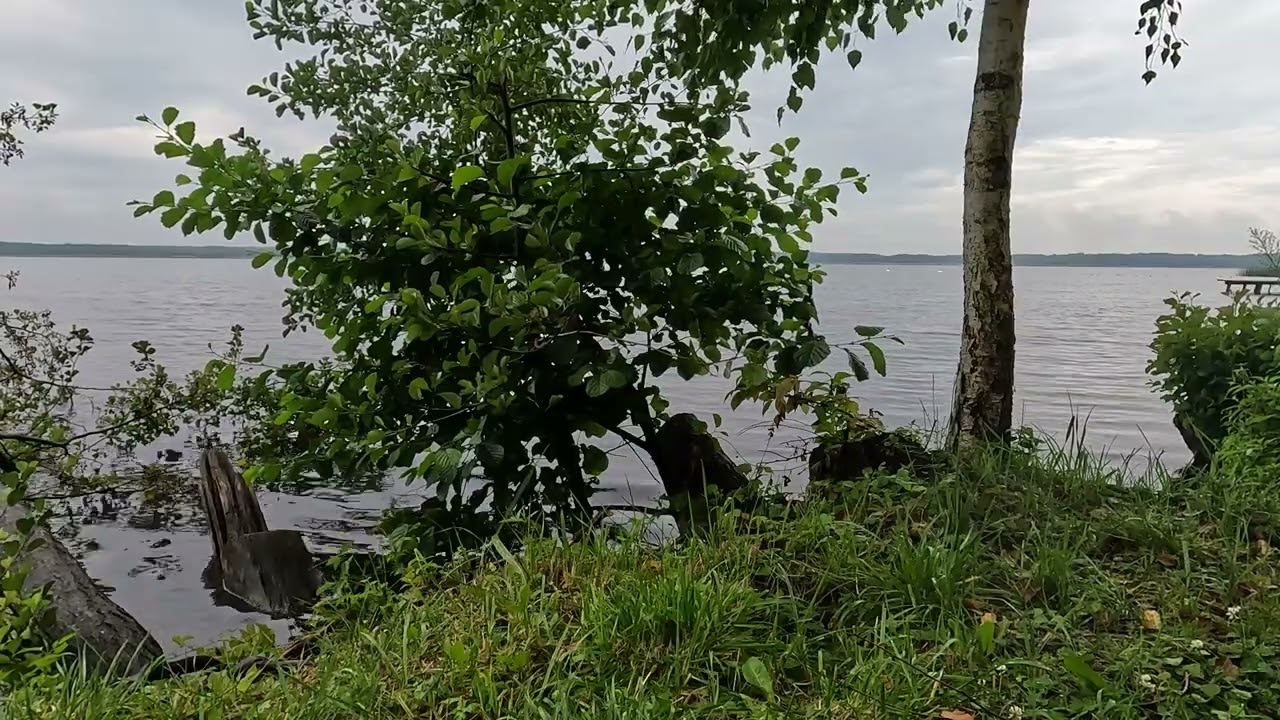 Relax at the Wild Lake 🌅 Calming Music & Nature Live Wallpaper