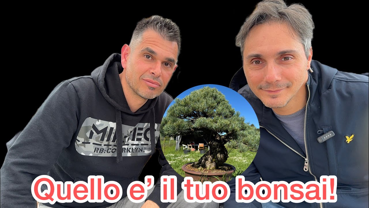 Valuto il tuo  bonsai