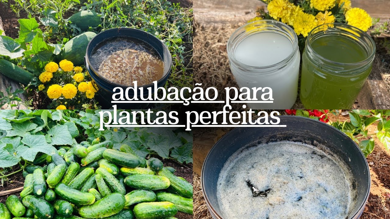Adubação para deixar as plantas fortes e produtivas. 