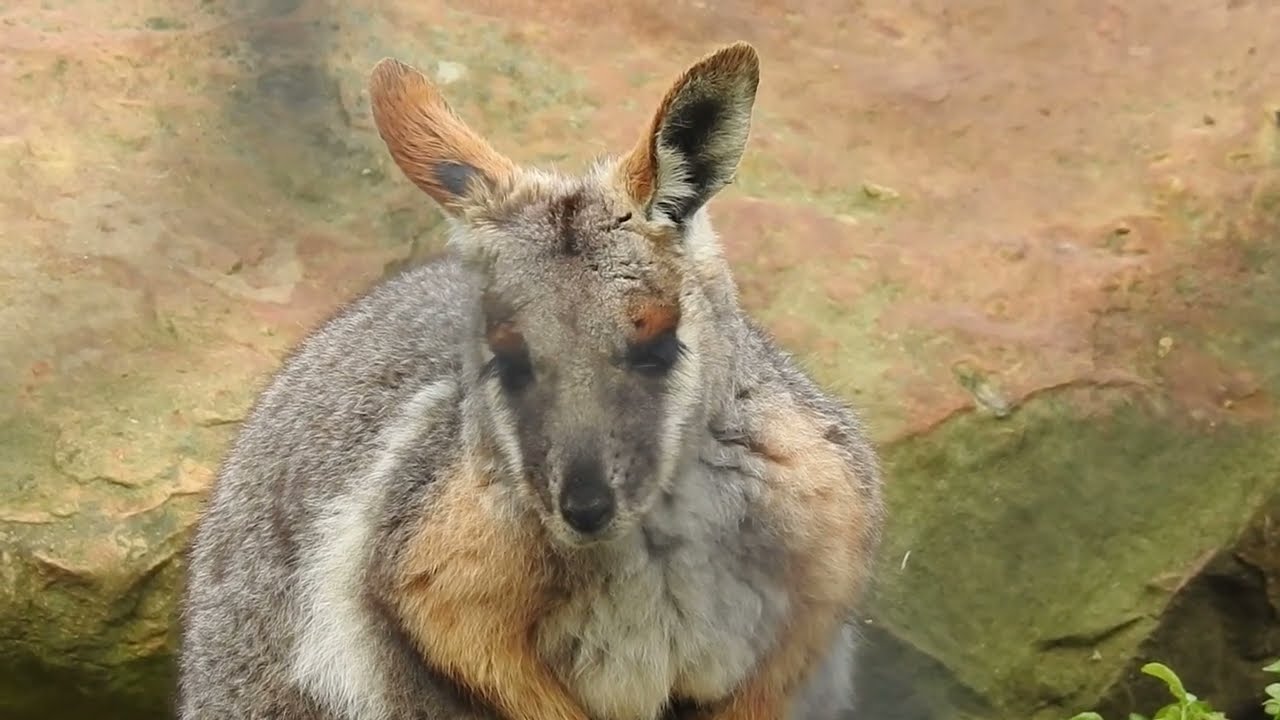 YELLOW-FOOTED ROCK WALLABY  -  hard to find in the Wild