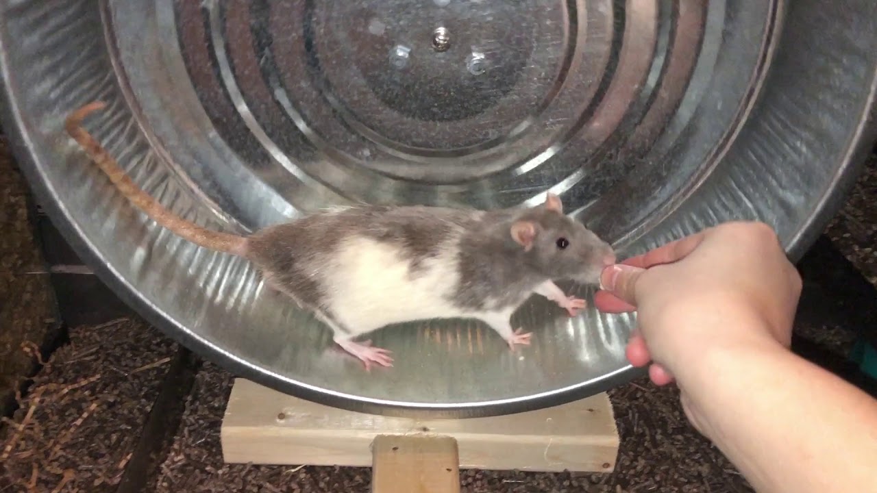 HUGE DIY Rat Wheel - I Made A 16 Inch DIY Rat Wheel!