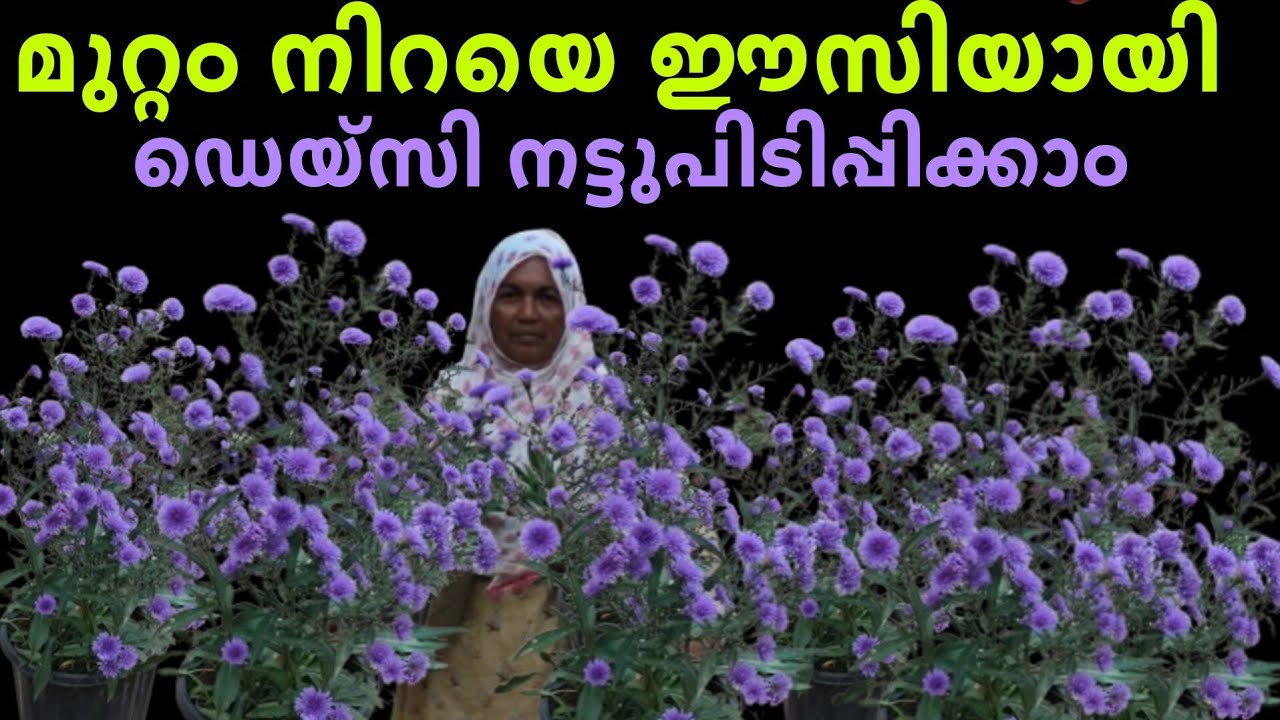 ഒരു ചില്ലിക്കാശ് മുടക്കാതെ ഡെയ്സി ചെടികൾ നട്ടുപിടിപ്പിച്ചു നമ്മുടെ മുറ്റം മനോഹരമാക്കാം 👌👌