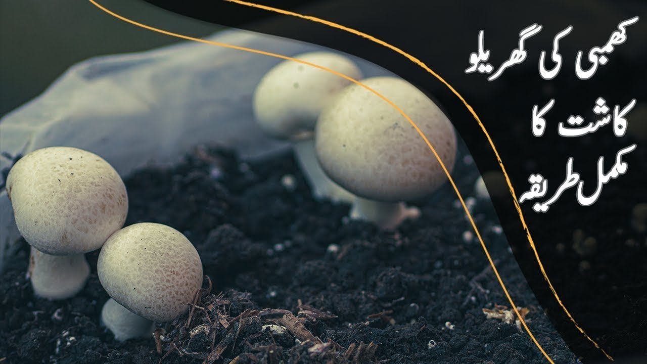 Mushroom Ghar Per Kesy Ugain - گھرمیں کھمبی کی کاشت - |BaKhabar Kissan|