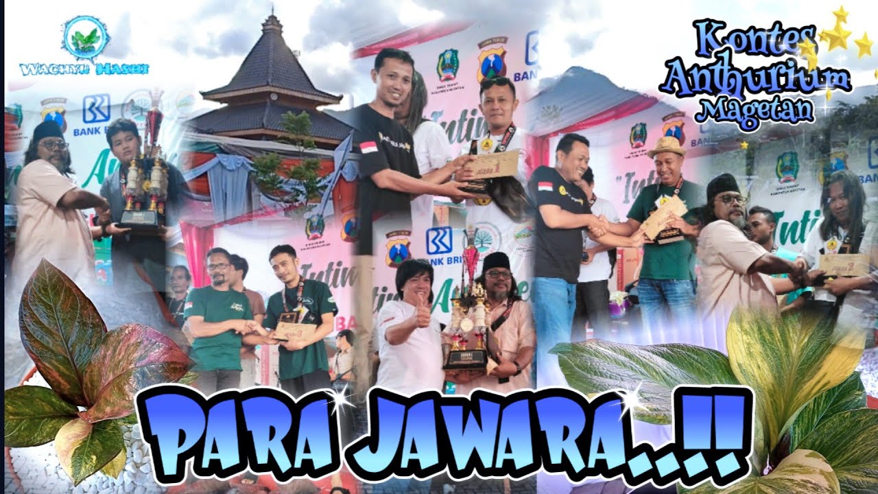 PARA JAWARA KONTES ANTHURIUM MAGETAN 🥰 (part 5)