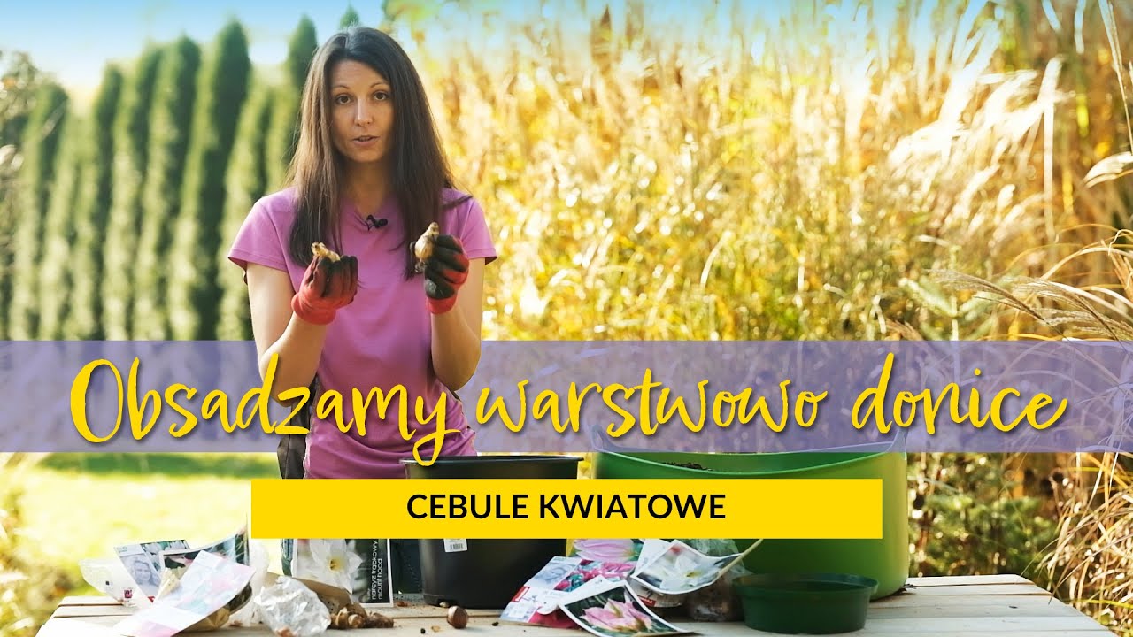 Obsadzamy warstwowo donicę. Cebule kwiatowe.