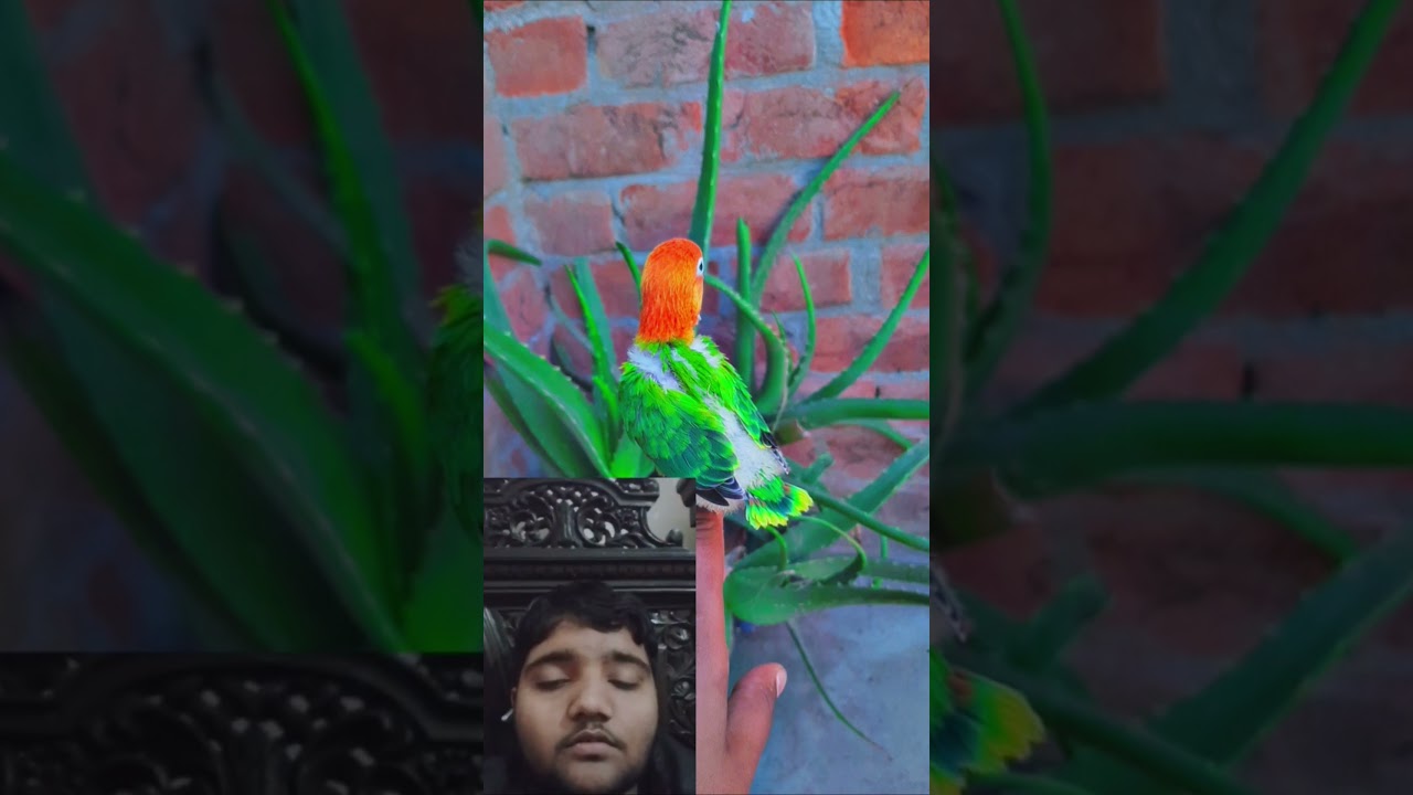 2026 Me Konsa Bird Breed Karwayein? | Upgrade what 