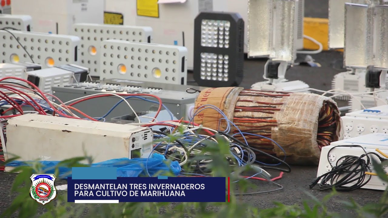 DESMANTELAN EN SANTO DOMINGO ESTE TRES INVERNADEROS PARA EL CULTIVO Y EMPAQUE DE MARIHUANA
