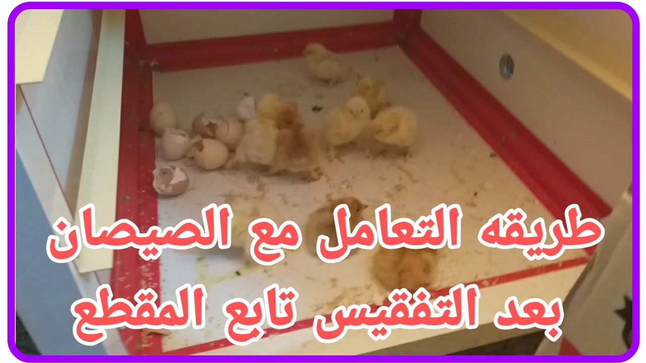حبايب المقطع اليوم في كلام مهم الجنايه الجدد وكيف تتعامل معه الصيصان اول ما اتفقس وكيف نتعامل وياهن