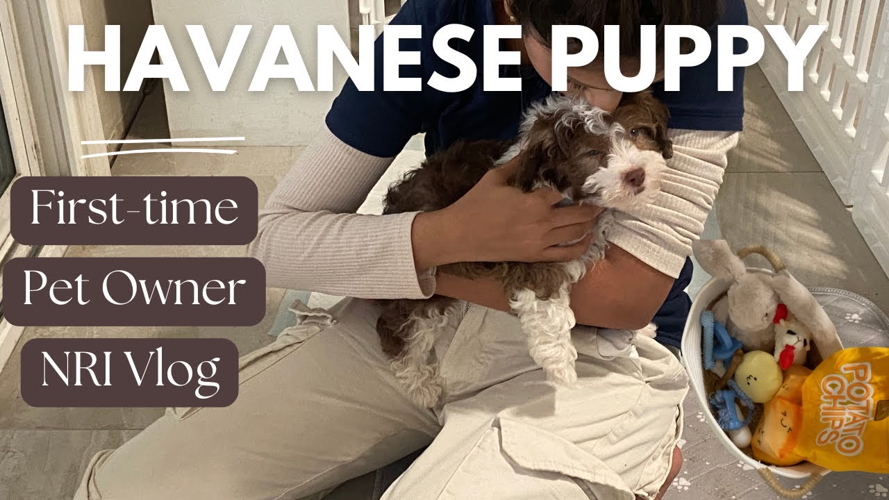 First Two Weeks with my Havanese Puppy: New Pet Mom Shares her experience