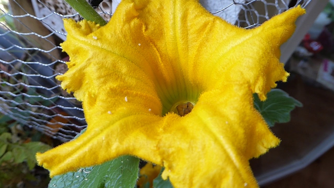 Anbau von Kürbissen auf dem Balkon - wie ist das mit den weiblichen und männlichen Blüten