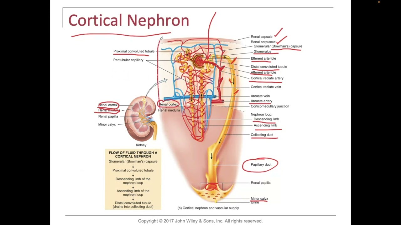 Urinary System Cortical and medullary nephrons and GFR Basic concept