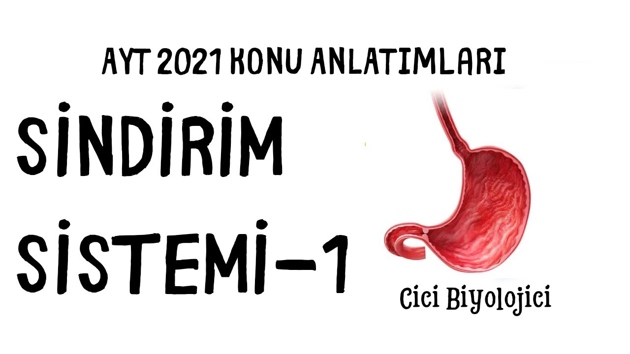 Sindirim Sistemi- 1