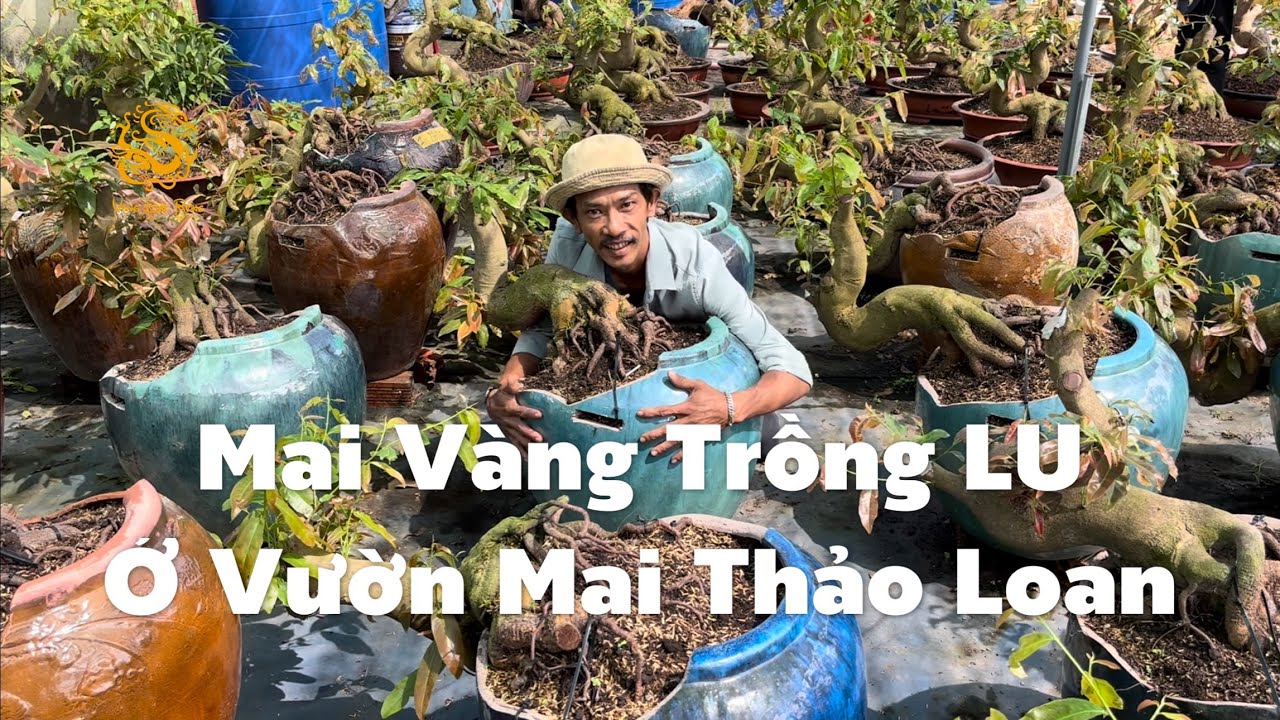 Độc đáo và sáng tạo với hàng trăm cây Mai Vàng được trồng bằng LU ở Vườn Mai Thảo Loan|Vùng Đất Rồng