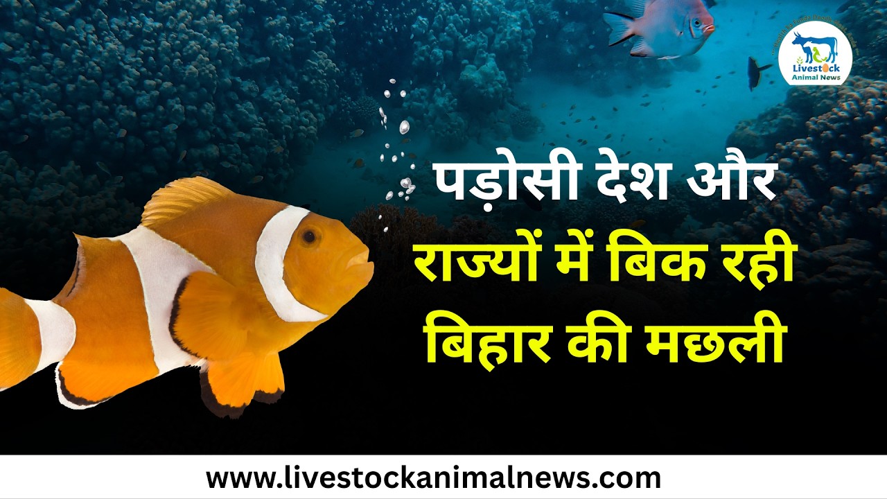 पड़ोसी देश और राज्यों में बिक रही बिहार की मछली