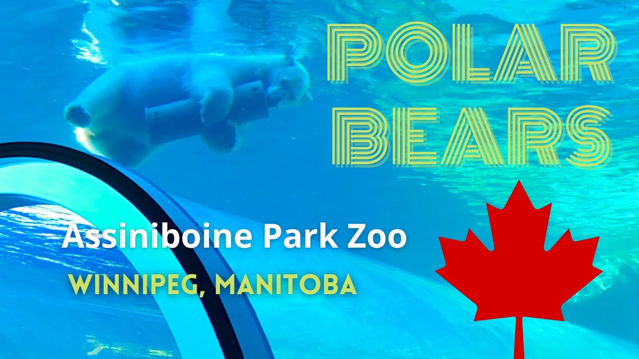 Polar Bears at Assiniboine Park Zoo Winnipeg Manitoba Canada