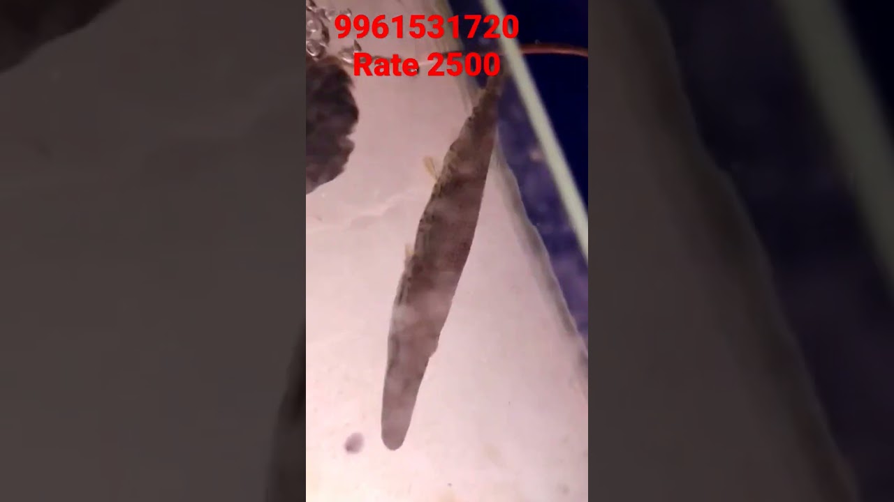 1.5 feet alligator gar fish for sale in Kerala cheap rate. vichu poochakkal