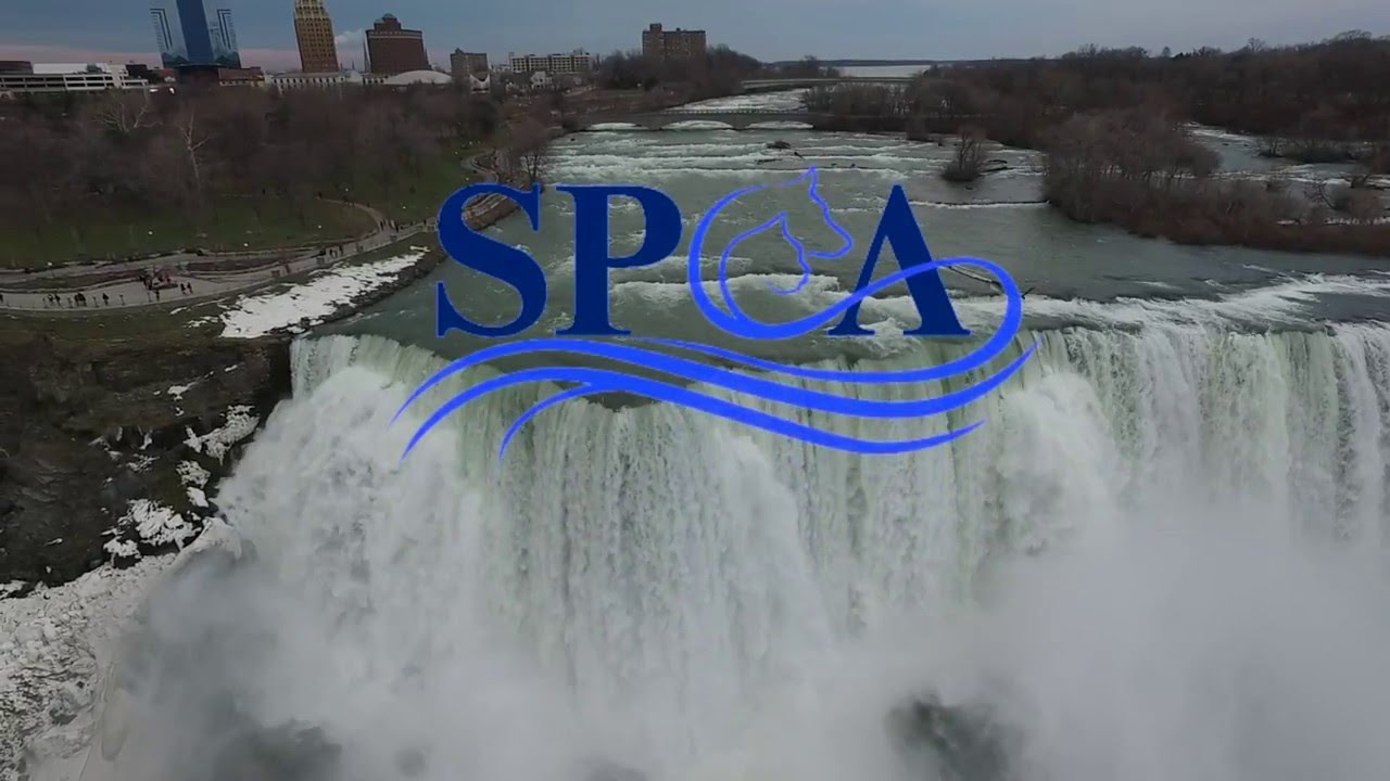 Niagara County SPCA Pet Nation Renovation Submission