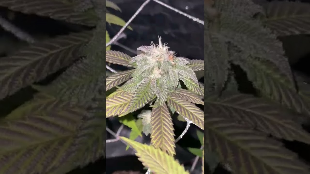 3x2 Grow Tent Week 4