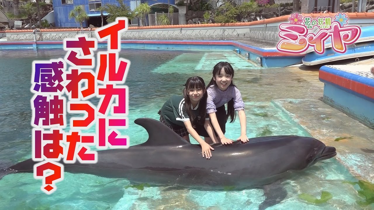 イルカさんとふれあい体験♪ 花の妖精さんたちは、どこまで仲良くなれたかな？イルカの身体をさわってみた感想は？最高の想い出になりましたよ～♪【大黒イルカランド:体験❽】