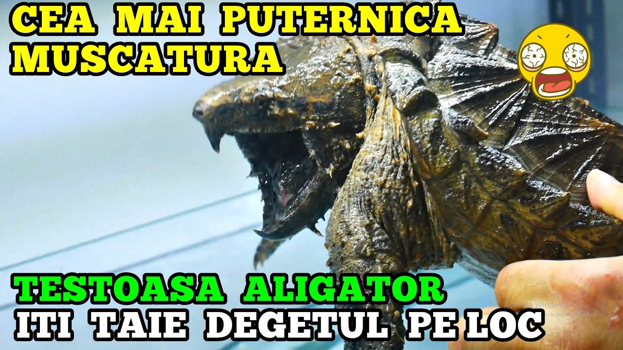 A transformat toată CASA doar pentru ANIMALE EXOTICE ❗ animale UNICE ÎN  ROMÂNIA 🕷🦎🐍🇷🇴
