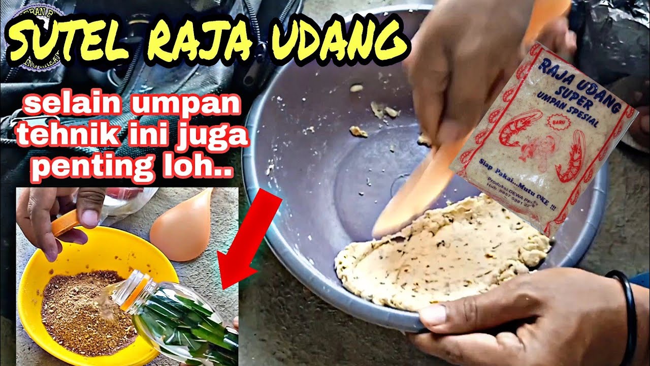 UMPAN SUTEL RAJA UDANG dan tehnik mancing ikan mas untuk lomba dan harian ||umpan jitu