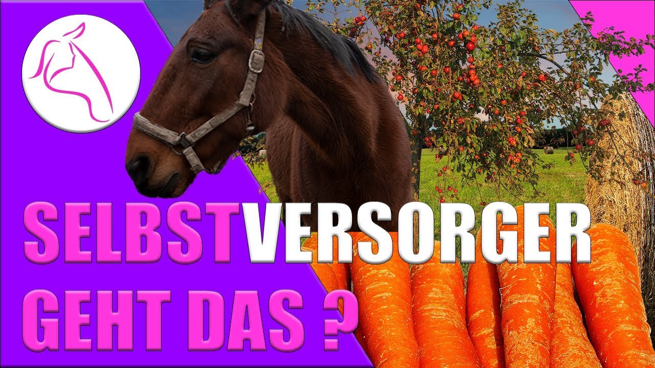 Pferd als Selbstversorger halten in Eigenregie | Zeit Kosten und Motivation | Betreiber Offenstall
