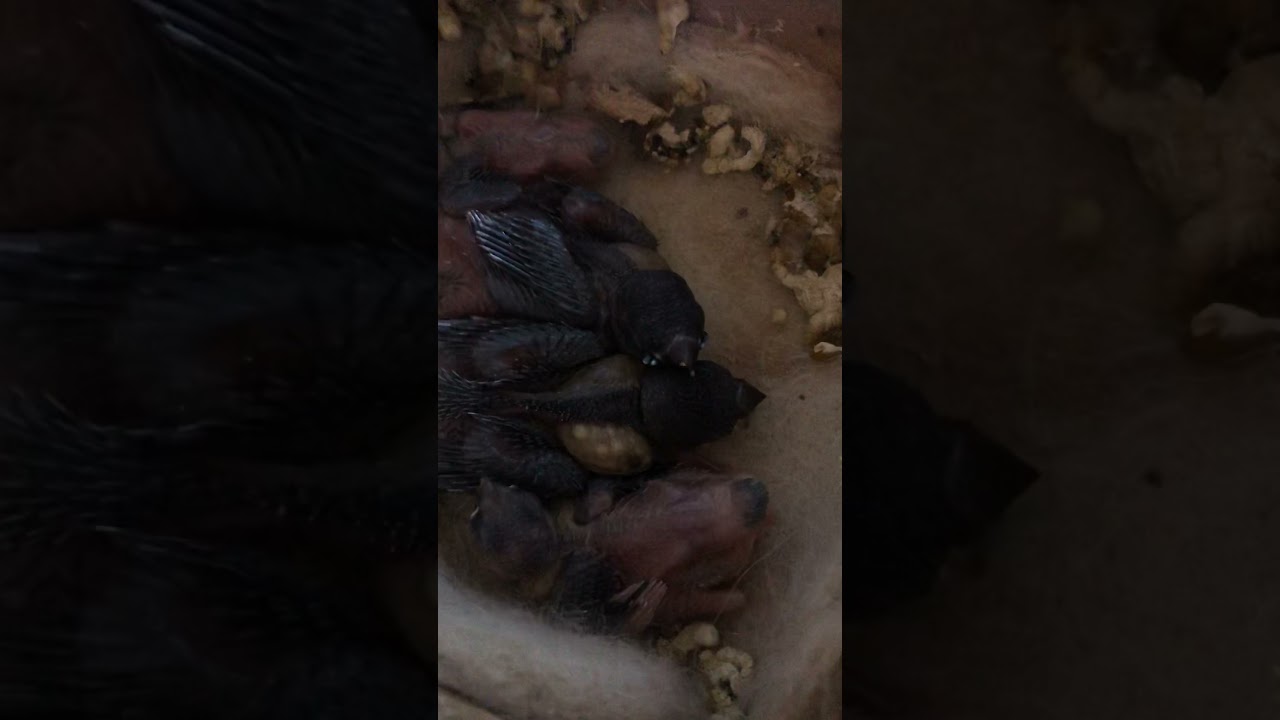 Gökkuşağı ispinozu / Bengal İSPİNOZU bakımı ve üretimi