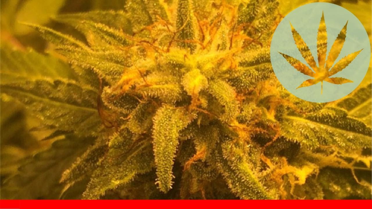 Ghost Train Haze - All About This Strain