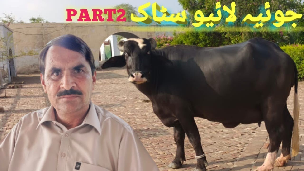 Joyia Live Stock Part 2 || Mian Abbas Joyia || Beautiful Nili Buffalo || Hafiz Azhar jutt