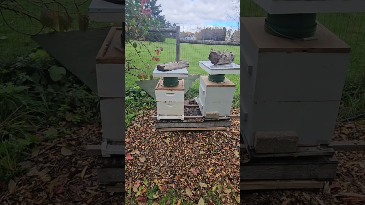 Honeybee hive winter preparations: mouse guards installed, and new hives stand placed in position