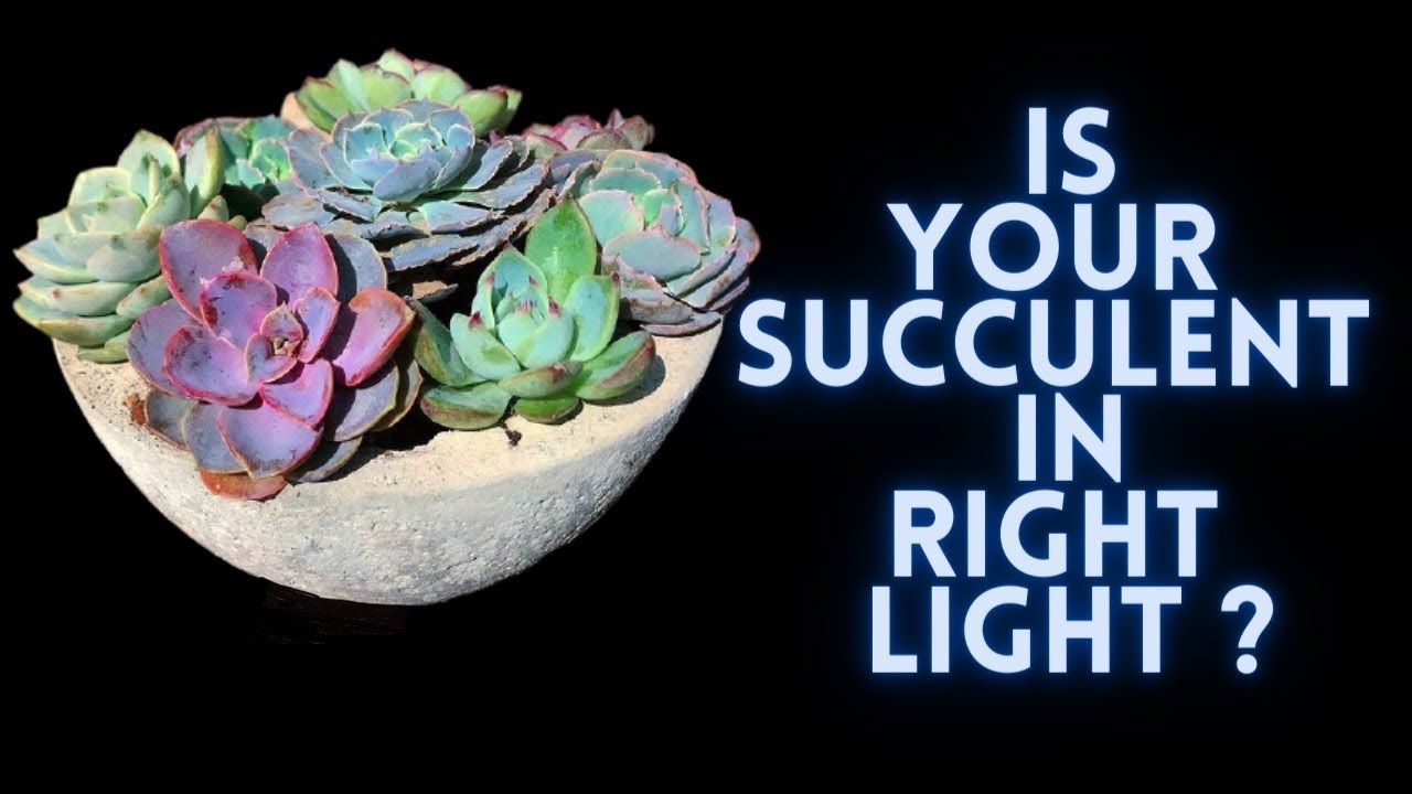 || IS YOUR SUCCULENT IN RIGHT LIGHT ||