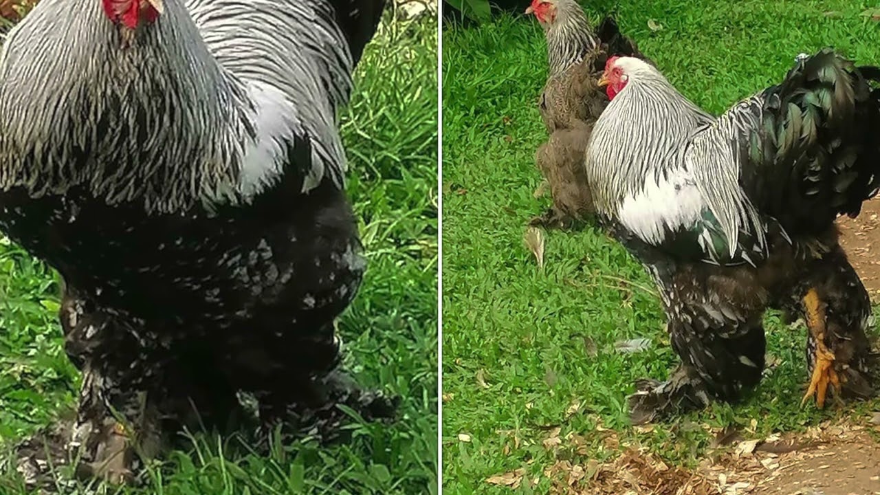 Gallinas Brahma                                    Visita Leonel Vargas Costa Rica 🇨🇷.