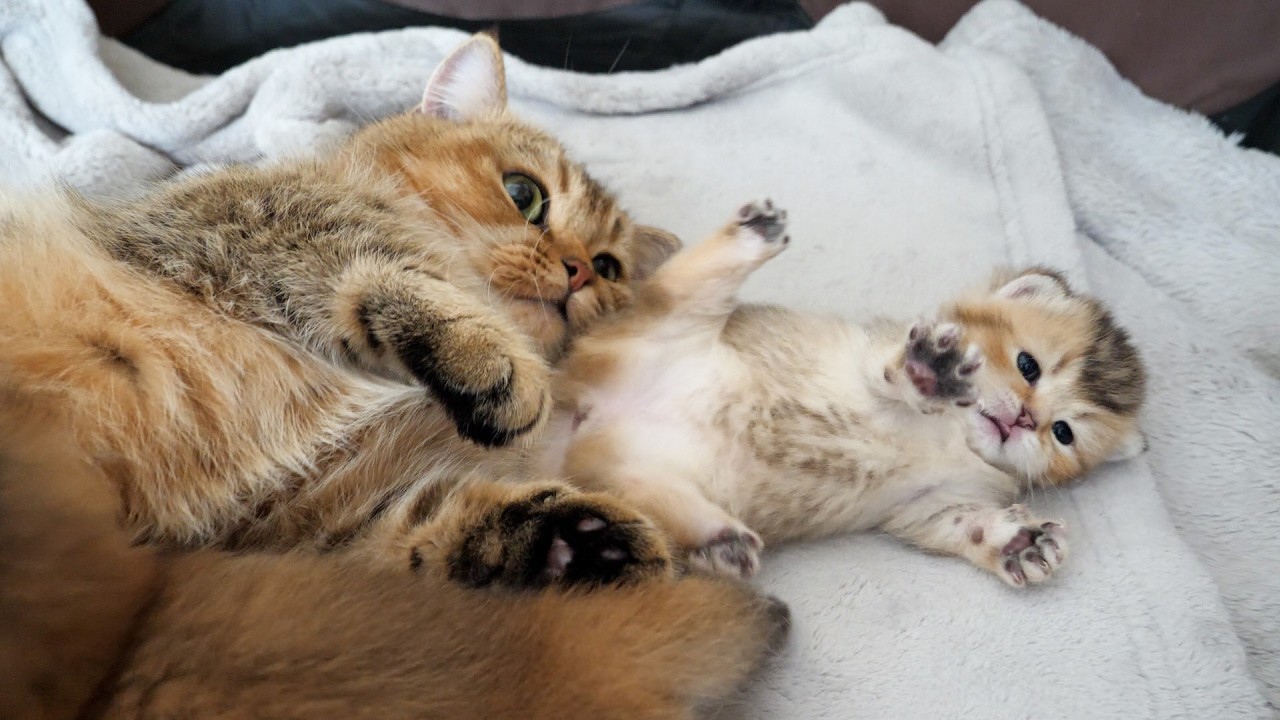 Cute kitten getting tickled as its mom licks its bottom...