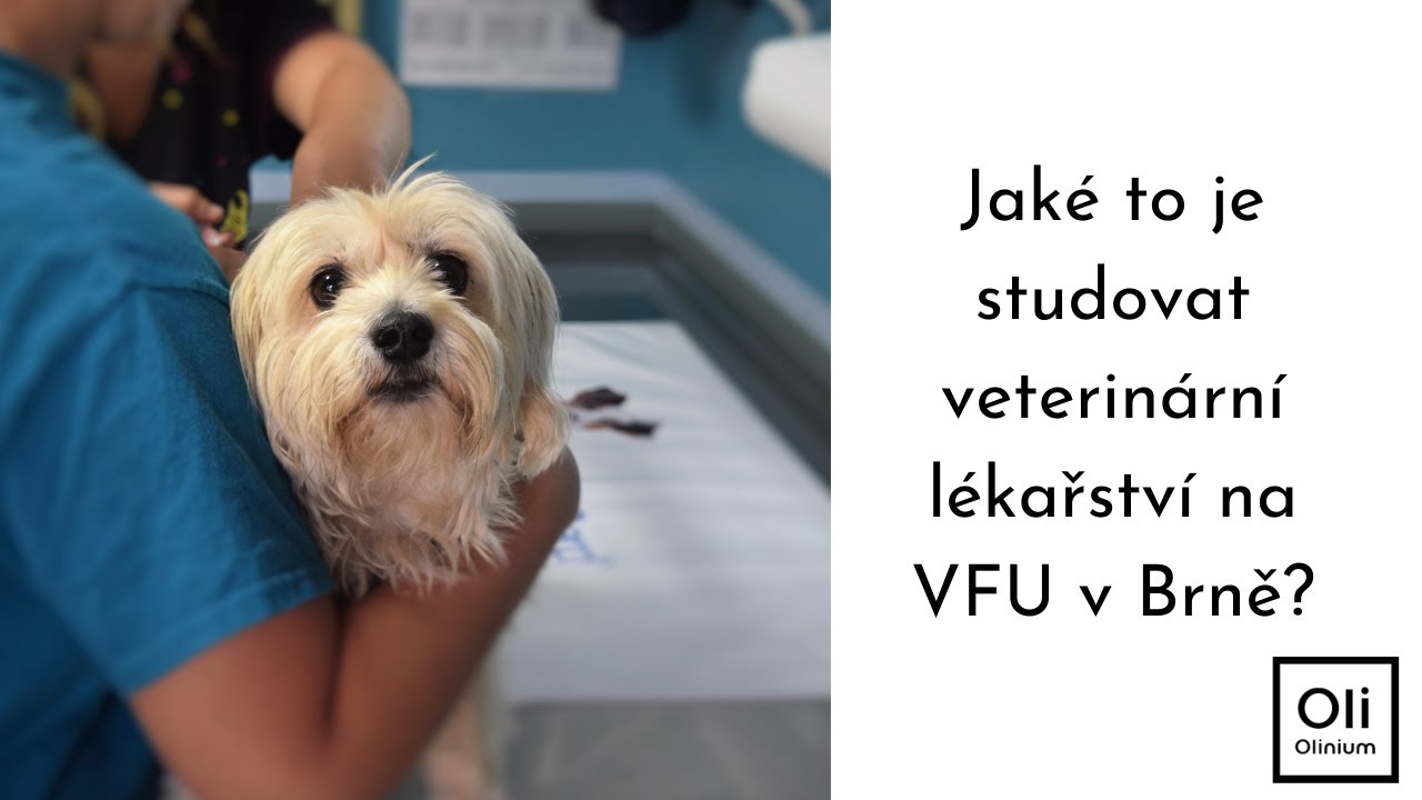 Zkušenosti studentů se studiem veterinárního lékařství na VFU Brno