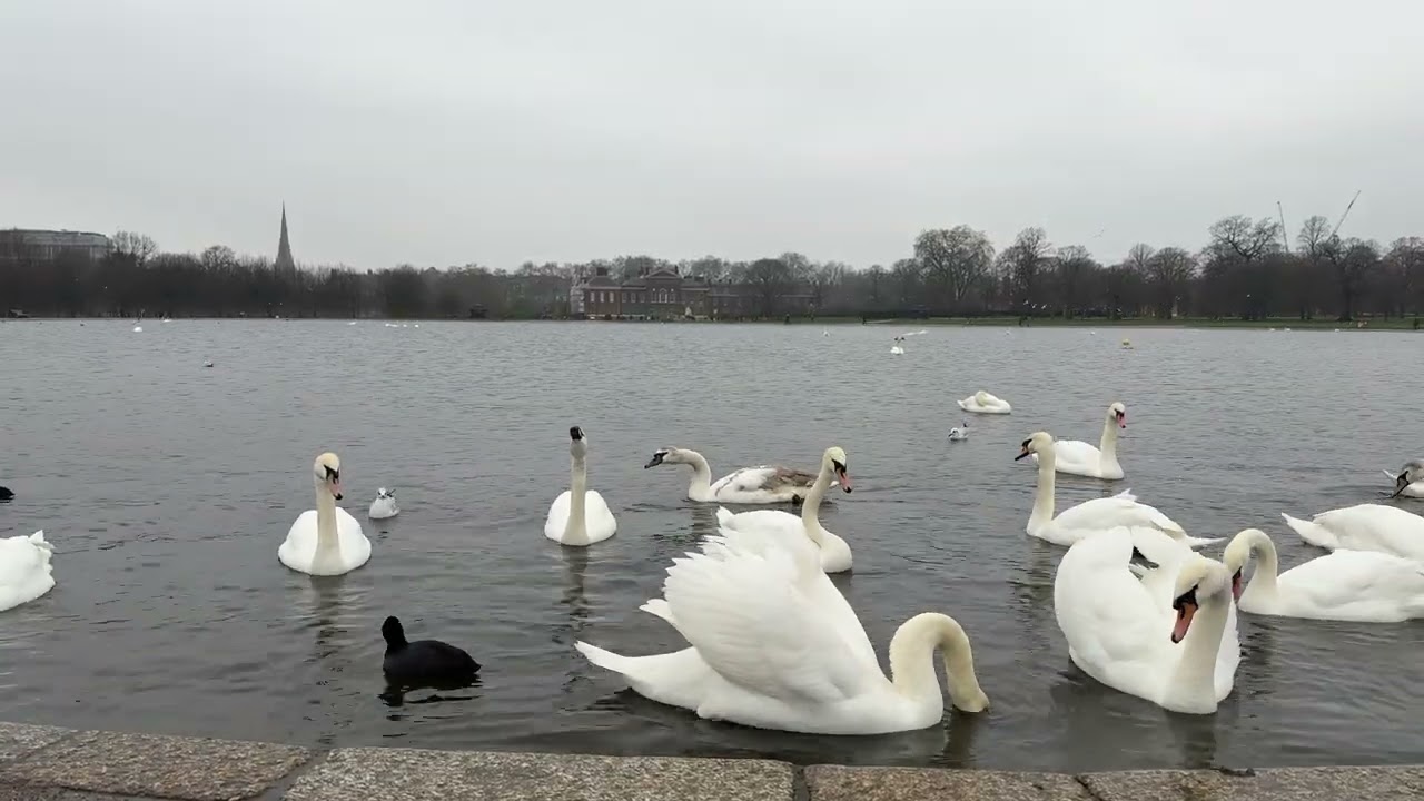 “Mute swans and cygnets glide and float on the Round Pond on a very cold, wet morning 🦢❄️” #swans