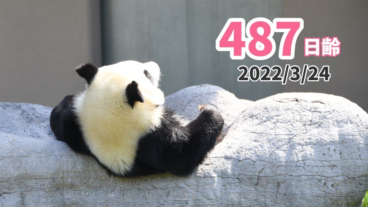 【ジャイアントパンダ（楓浜）】いい天気だなぁ（487日齢）