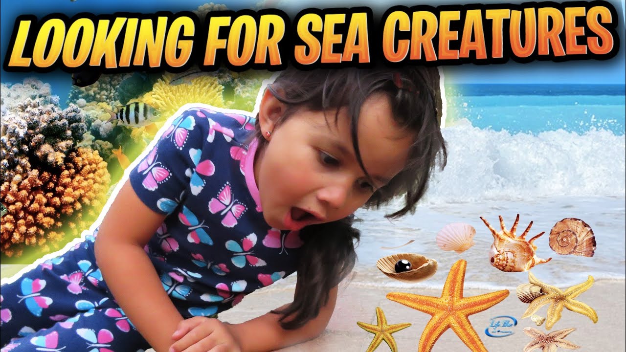Looking For Sea Creatures In Tide Pools With Zoe Crabs Starfish Sea Snails For Kids Beach Family Fun