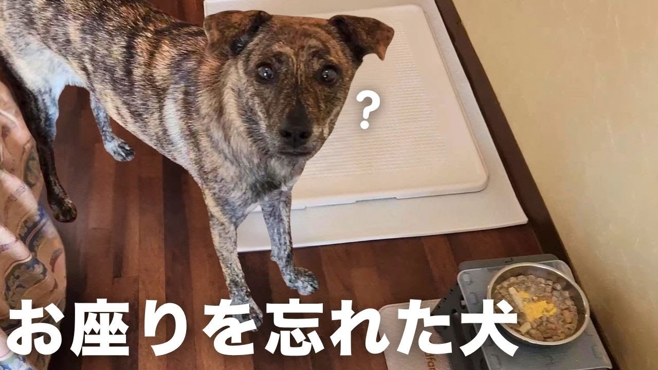 【犬連れ旅行】突然おすわりができなくなってしまった野犬の子【保護犬】【雑種犬】