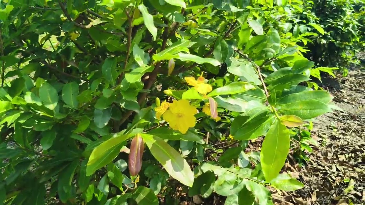Làng mai Bình Lợi: Bứng mai giảo thủ đức giao cho khách, bông đẹp giá mềm