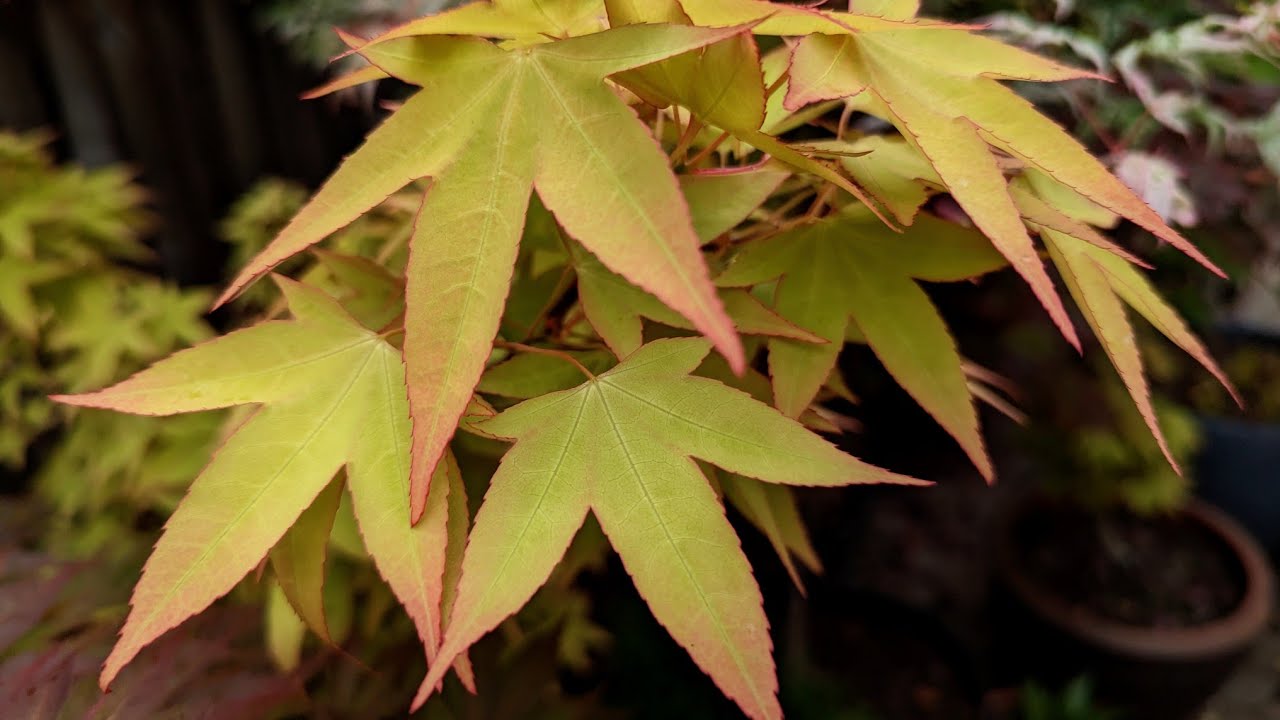 Spring Japanese Maple Garden Tour 5-2-23