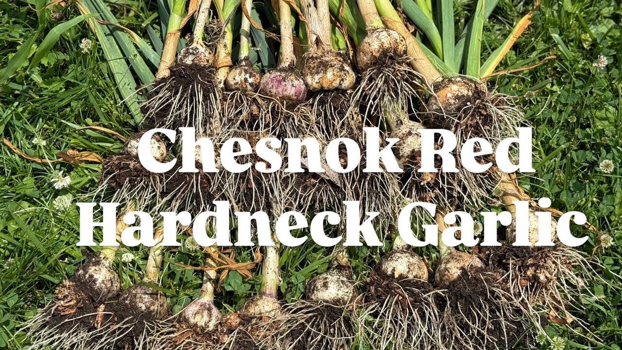 ￼ Chesnok red garlic harvest here in the Midwest #garlic #harvest #midwest