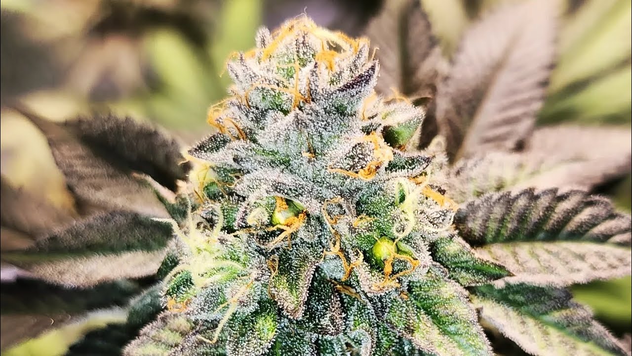 Gelato 33 at flower week 7 day 44 +39 veg & week 4 day 26 +20 veg 😁 pollinated with 90s Blueberry 🫐
